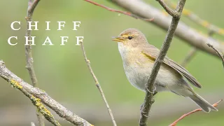 Bird sounds. Chiffchaff chirping in spring