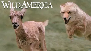 Wild America | S3 E3 Born To Run | Full Episode HD