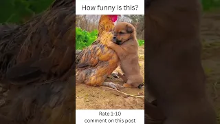 Funny dog and the cock