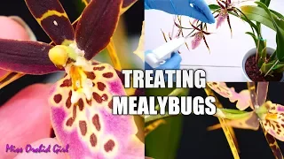 Mealybugs on my Orchids! - How I control them & save the flowers