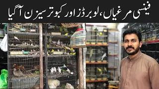 Fancy hens , Fancy pigeons, love birds and Java birds leatest birds update | birds Market Rawalpindi