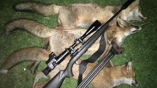 A Trio of Foxes - Browning T-Bolt .17HMR Pard NV007