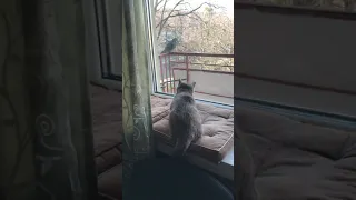 Приколы смешные кошки, Cute cat attacks bird 😂Watch until the end. Pigeon attack through window