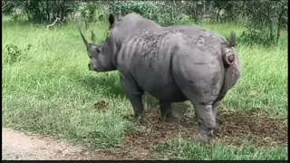все концовки носорог очищает природу под дабстеп
