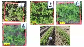 2024 UCCE Carrot Symposium - Wednesday, March 20, 2024