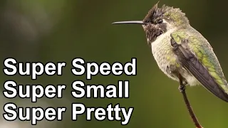 Hummingbird Wings Slow Motion | Facts About Hummingbirds Wing Beats Per Second