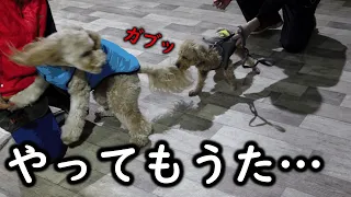 ドッグトレーニングで先輩犬のお尻を豪快に嚙み付いてしまいました・・・【プーチー&スコティッシュフォールド】