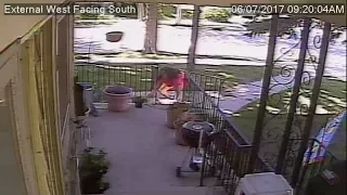 Surveillance video catches woman stealing flower pot from home