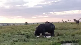 Mara north conservancy