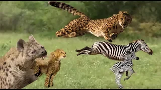 Cheetah mother takes part in hunting Zebras that forget their children with a herd of Hyenas