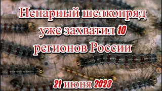 Непарный шелкопряд поедает леса России