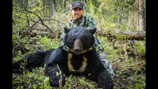 Boone and Crockett Saskatchewan Black Bear - Giant White Blaze on Chest!