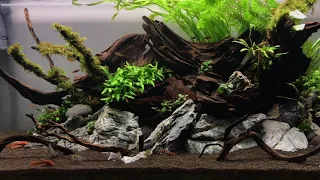 Bitkili Akvaryum - Planted Aquarium - 120*45*45