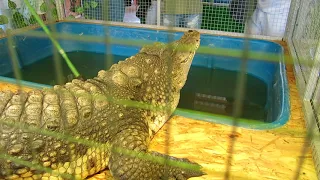 Крокодил рычит