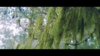 SAMSUNG A54 "Cinematic" footage