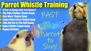 #Bird Whistle Training! 8 Hour Loop! Teach Your Bird / Parrot to Sing! Cockatiel Bird Budgie