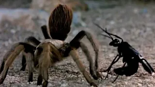 Черные осы - истребительницы пауков!Они нападают и убивают даже тарантул!