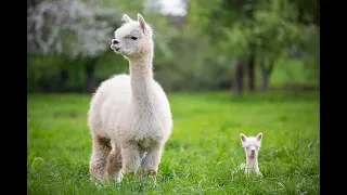 FACTS about ALPACA! 🦙🦙 Факти про АЛЬПАКА!!! Альпака не Лама!🦙🦙🦙