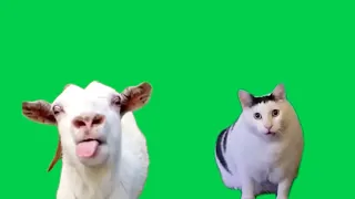 Green Screen Goat Talking to Clueless Huh Cat Meme