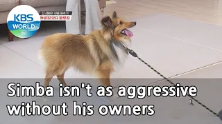 Simba isn't as aggressive without his owners (Dogs are incredible) | KBS WORLD TV 210324