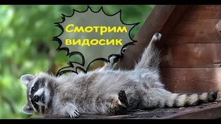 Еноты. Смешные видео. Лучшие приколы с енотами