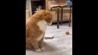 Funny Animals -Cats Dogs Compilation #89