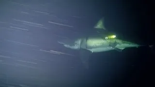 Great White Naps for First Time on Camera