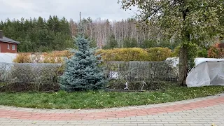 Это важно для Вас!!! Шквал вопросов об укрытии роз. Отвечаю на главные из них.🌹🌹🌹