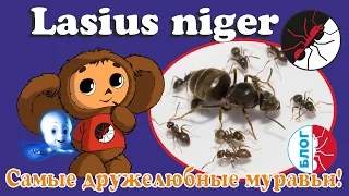 Муравьи чебурашки. Самые дружелюбные муравьи. Lasius niger