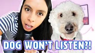 Get Your Puppy to Listen NO MATTER WHAT