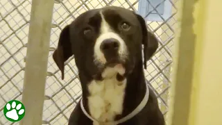 Shelter dog realizes he’s been adopted