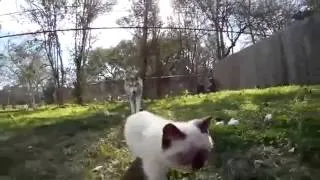 Кошка волкодав видео про кошек смешные кошки приколы с животными кошка атакует собаку  Смешные прико