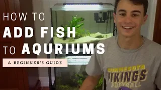 HOW TO ADD NEW FISH TO YOUR AQUARIUM (Acclimate Easily)