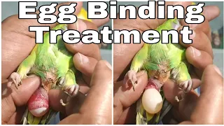 EGG BINDING IN BUDGIES || HOW TO TREAT EGG BINDING? || ALL ABOUT PETS (HINDI)