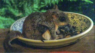 Cute Flying Squirrel In A Saucer