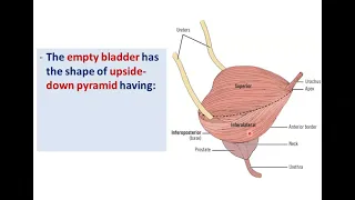 Anatomy of the Urinary Bladder - Dr. Ahmed Farid