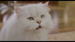 Stuart Little 2 funny scene in Hindi - 1