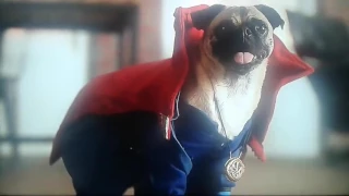 Dr Strange Dog?