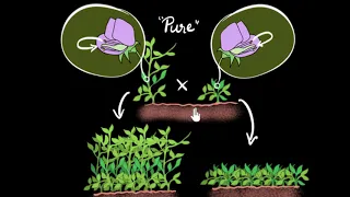 Mendel's experiment (monohybrid cross) | Heredity & Evolution | Biology | Khan Academy