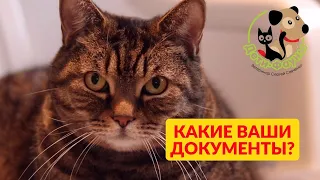 Какие документы нужны для выезда с собакой или кошкой?