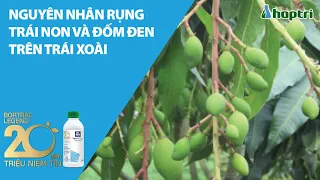 Nguyên nhân rụng trái non và đốm đen trên trái xoài