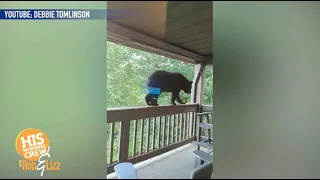Woman Uses Her Voice to Ward Off Bear!