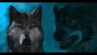 Animated Wolves in The Grand Design