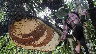 Million Dollars Skill! Brave Millionaire Harvesting Big Honey Beehive by Hands - Living Off Grid