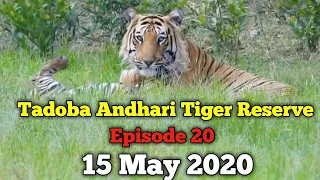 Tadoba Andhari Tiger Reserve || Weekly Updates || Episode 20 || 15 May 2020 || Jungle Safari