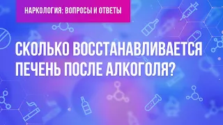 Сколько восстанавливается печень после алкоголя?