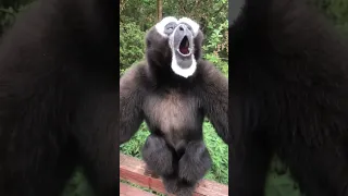 HOWLING GIBBONS COLLECTION #gibbon #howling #cute #wildlife #comedy #funny #funnyanimal #shorts