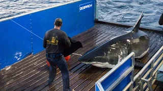 Expedition Cape Cod: Tagging Mary Lee