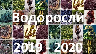 16. Водоросли (6 класс) - биология, подготовка к ЕГЭ и ОГЭ 2020