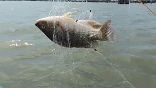 PARAAN SA PANGHUHULI NG MALALAKING TILAPYA SA LAGUNA BAY! LAMBAT LANG KATAPAT..